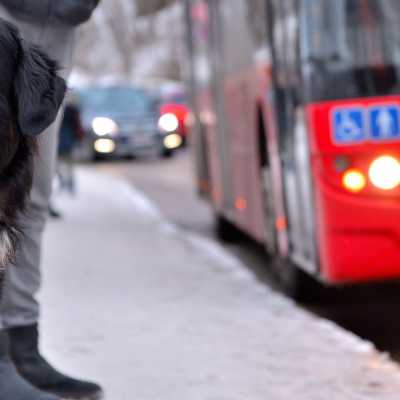 Pies w komunikacji miejskiej: jak wspólnie podróżować?